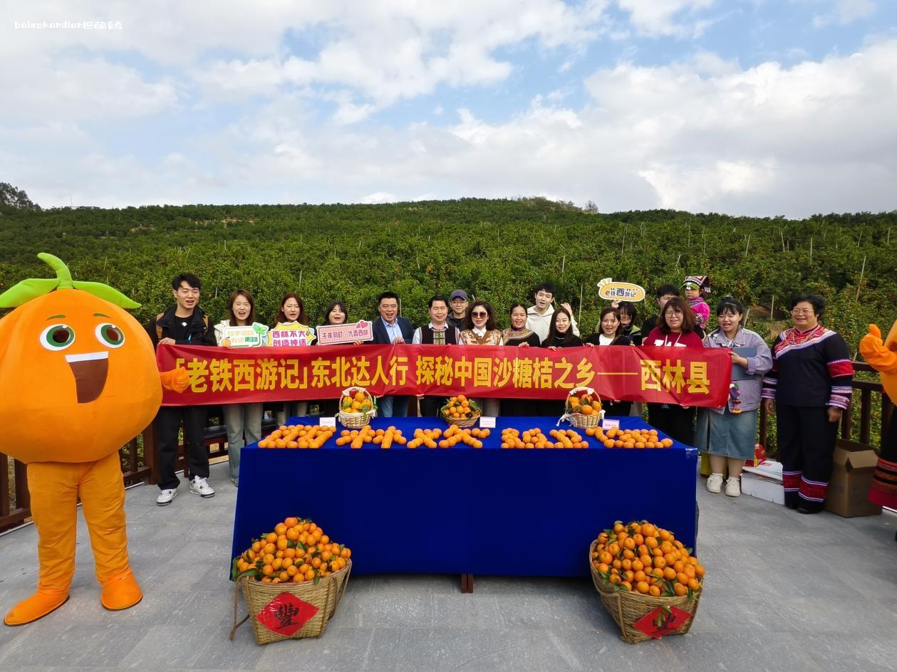 来西林见面！东北达人团赴百色西林开展深度游 沙糖,西林,东北,采摘