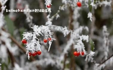 群山飞白，万木挂絮！岑王老山迎来新年初雪 attach,近日,冷空气,影响,田林