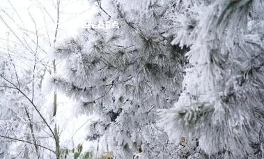 群山飞白，万木挂絮！岑王老山迎来新年初雪 attach,近日,冷空气,影响,田林