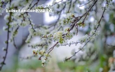 秀美百色｜西林：李花绽放 繁茂如雪 淡雅,attach,日前,林县,苗族乡