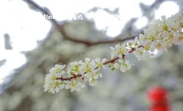 秀美百色｜西林：李花绽放 繁茂如雪 淡雅,attach,日前,林县,苗族乡