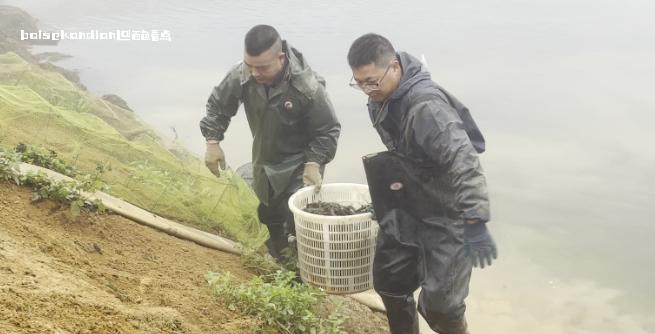 百色：坡造镇龙虾产业拓宽乡村振兴致富路 坡造镇,龙虾,产业,党建