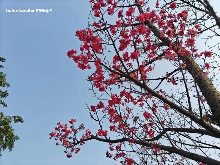 百色的樱花开啦！ attach,樱花,春回大地,百花争艳,2月