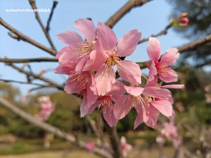 百色的樱花开啦！ attach,樱花,春回大地,百花争艳,2月