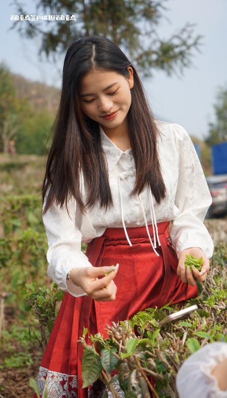 又到春茶采摘季 凌云茶农笑开颜 广西,采摘,我们,这个,正道