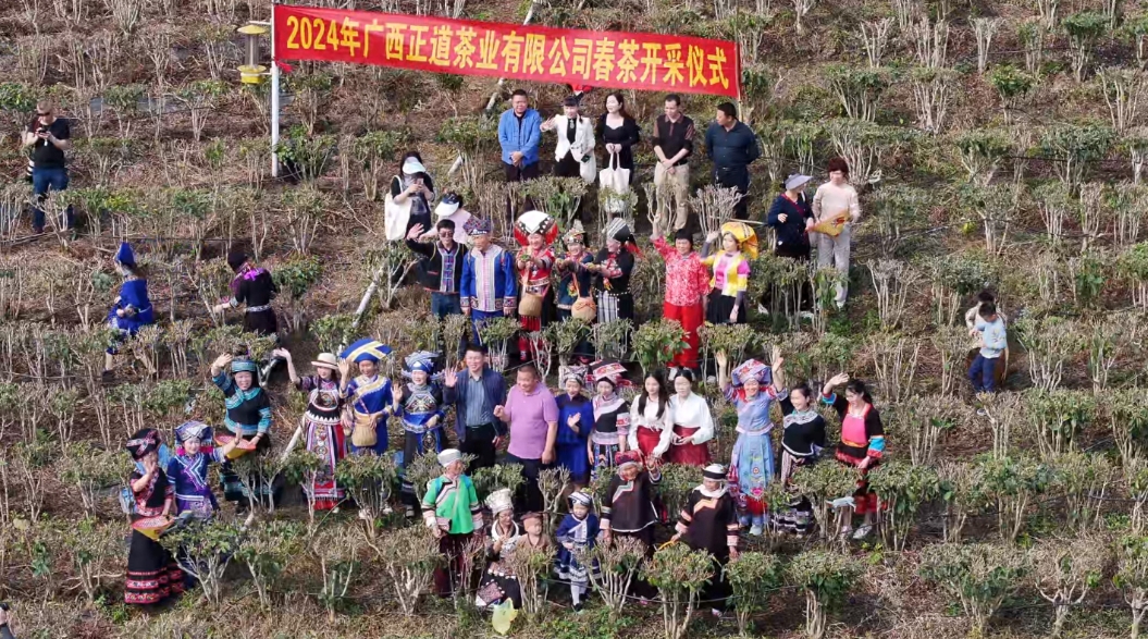 又到春茶采摘季 凌云茶农笑开颜 广西,采摘,我们,这个,正道