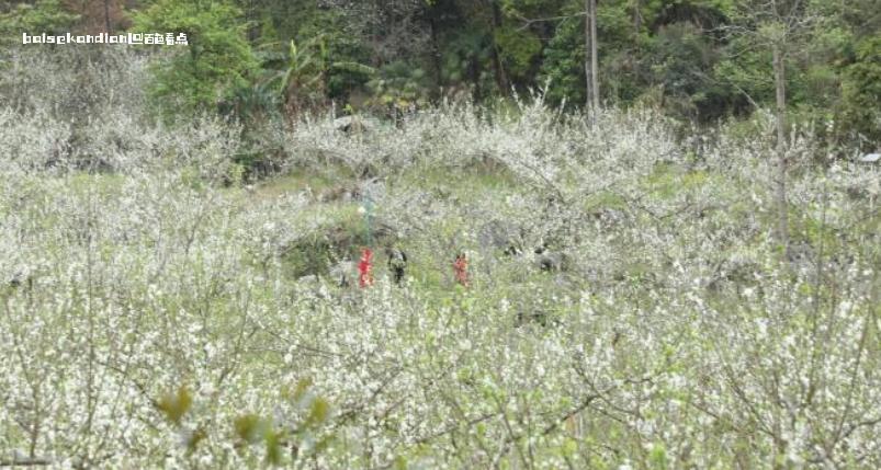 广西凌云李花盛开如云似雪 图为,周俊位,丛中,大片,民众