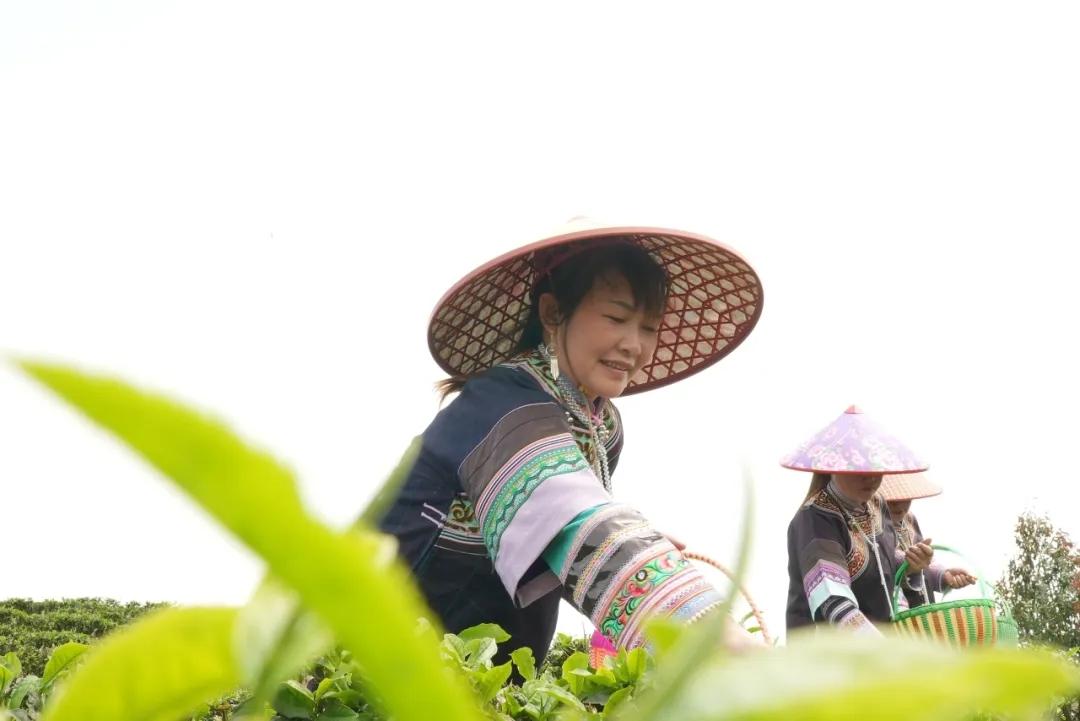 春日里，采茶忙！ 茶叶,种植,采茶,春茶,采摘