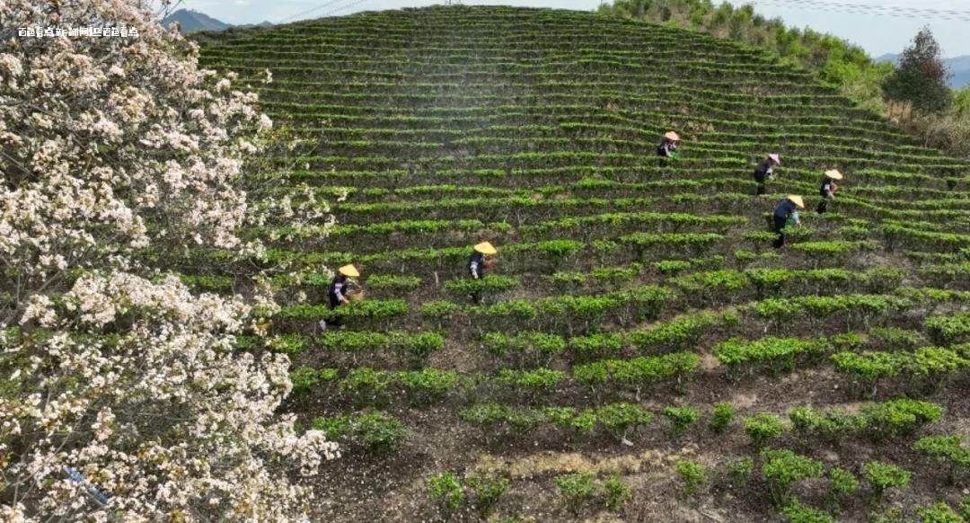 春日里，采茶忙！ 茶叶,种植,采茶,春茶,采摘