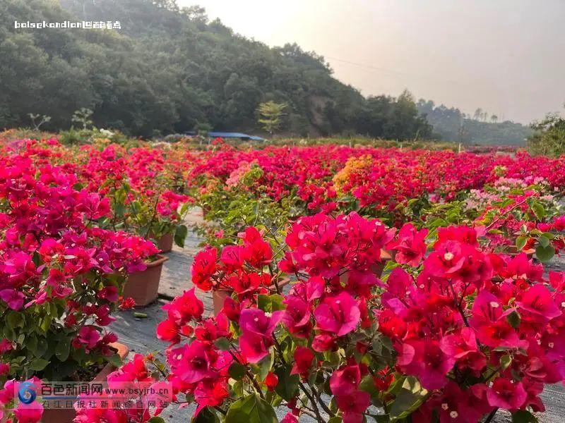 宝巾花、芒果花、樱花……百色踏青赏花正当时 市民,宝巾,苗圃,游玩,樱花