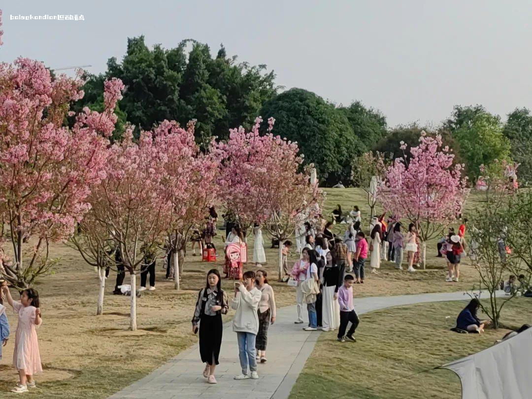 宝巾花、芒果花、樱花……百色踏青赏花正当时 市民,宝巾,苗圃,游玩,樱花