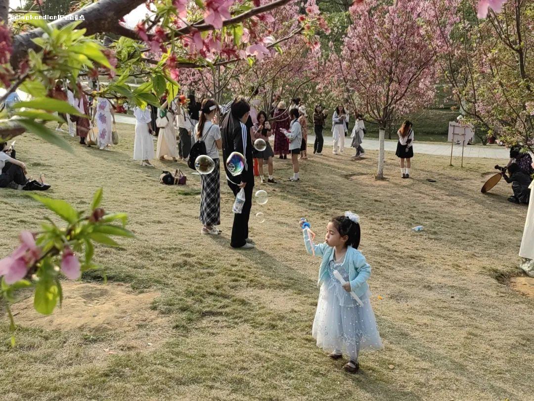 宝巾花、芒果花、樱花……百色踏青赏花正当时 市民,宝巾,苗圃,游玩,樱花