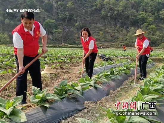 百色烟草：党建共建办实事 凝聚合力促振兴 共建,图为,培土,烟苗,党支部