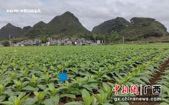 广西百色烟草：践行绿色发展理念 促进烟区生态发展 绿色,图为,烟叶,生产,乡村