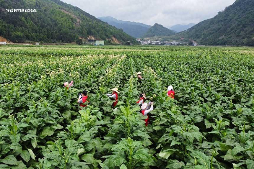 党建引领当先锋 暖心服务助烟农-百色烟草 烟叶,打顶,生产,烟株,志愿者