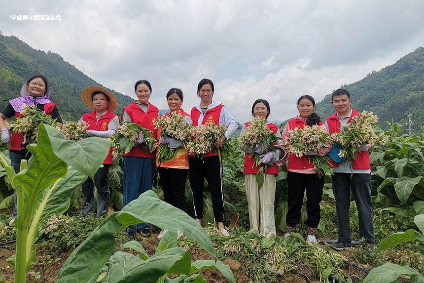 党建引领当先锋 暖心服务助烟农-百色烟草 烟叶,打顶,生产,烟株,志愿者