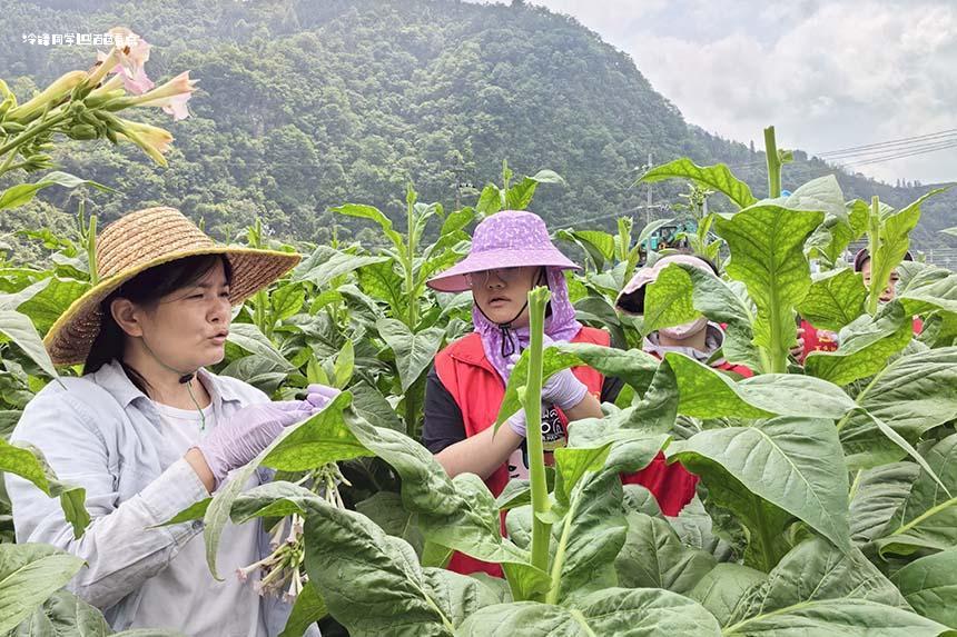 党建引领当先锋 暖心服务助烟农-百色烟草 烟叶,打顶,生产,烟株,志愿者