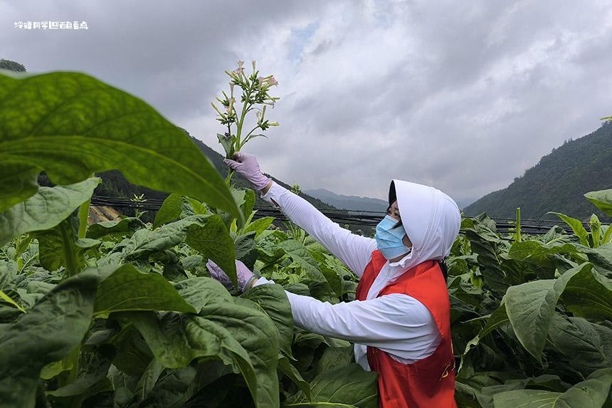 党建引领当先锋 暖心服务助烟农-百色烟草 烟叶,打顶,生产,烟株,志愿者