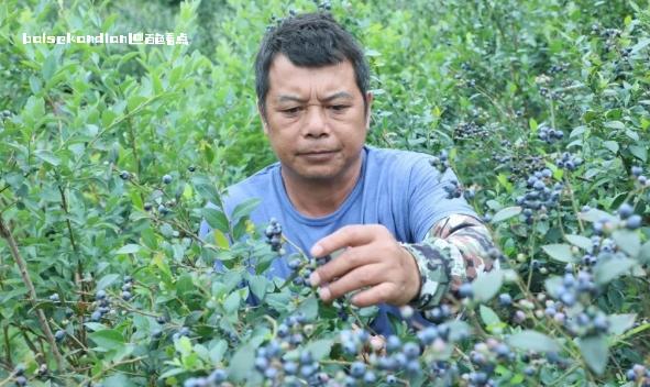 凌云玉洪：蓝莓绘蓝图 致富有抓手 蓝莓,基地,群众,致富,云县