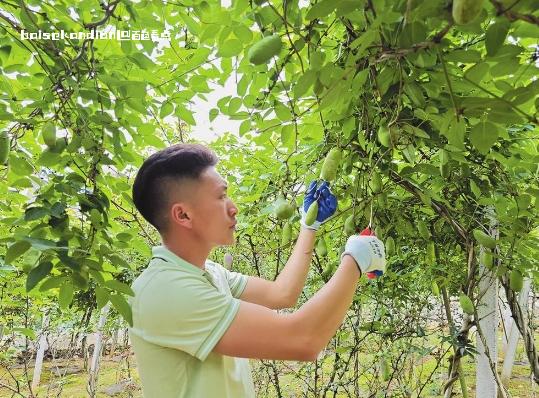 八月瓜丰收在望 果农喜上眉梢 八月,种植,香蕉,蛇场乡,果实