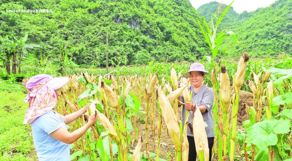 田阳区五村镇达巴村达巴屯，村民在玉米地里摘收成熟的玉米 玉米,每年,种植,面积,保持