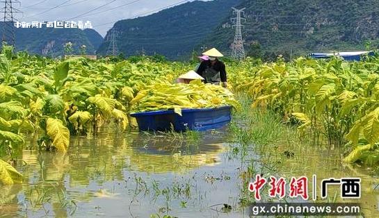 广西百色烟田受灾烟农受损 各地全力以赴抢险保收 烟农,烟田,受灾,烟技员,百色市