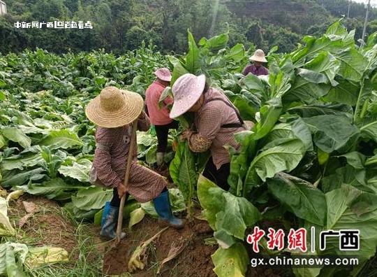 广西百色烟田受灾烟农受损 各地全力以赴抢险保收 烟农,烟田,受灾,烟技员,百色市