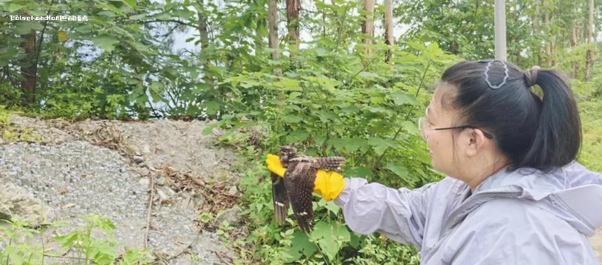 百色右江加大野生动物保护力度，各种珍稀保护动物频繁现身 右江区,林长制,长制,百色市,位于