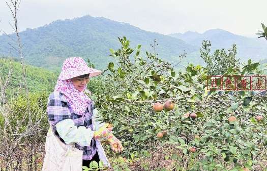 田林县者苗乡八中村油茶基地，村民忙着采摘油茶果 油茶,基地,采摘,八中,村民