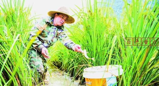 靖西市南坡乡底定村“稻花鱼”迎来收获季 南坡乡,底定村,稻花,稻田,种养