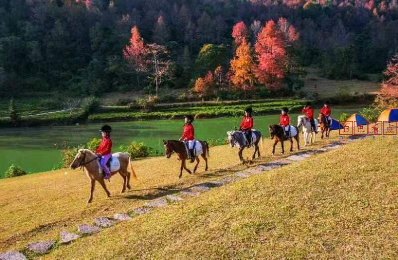 矮马枫情等您来赏——广西德保县举办2024年德保矮马红枫文化旅游观赏月活动 德保,矮马,县委,宣传部,红枫