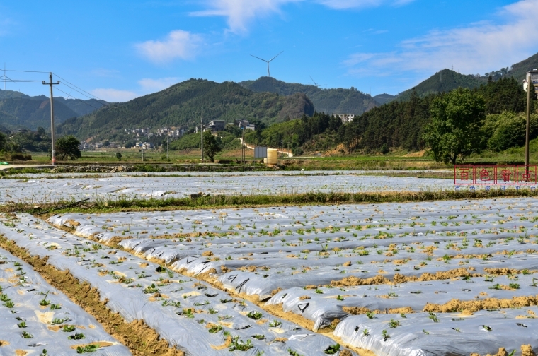 田林：破土开花的 “致富黄金”